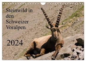 Steinwild in den Schweizer Voralpen (Wandkalender 2024 DIN A4 quer), CALVENDO Monatskalender von W. Saul,  Norbert