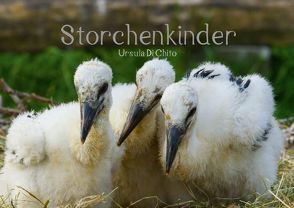 Storchenkinder (Posterbuch DIN A3 quer) von Di Chito,  Ursula