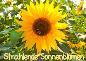 Strahlende Sonnenblumen / CH – Version (Wandkalender 2023 DIN A3 quer) von Sigwarth,  Karin