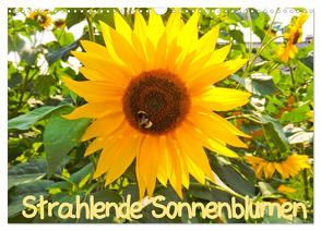 Strahlende Sonnenblumen / CH – Version (Wandkalender 2024 DIN A3 quer), CALVENDO Monatskalender von Sigwarth,  Karin
