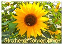 Strahlende Sonnenblumen / CH – Version (Wandkalender 2024 DIN A4 quer), CALVENDO Monatskalender von Sigwarth,  Karin