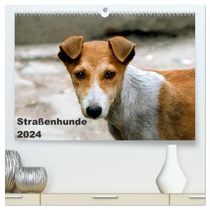 Straßenhunde (hochwertiger Premium Wandkalender 2024 DIN A2 quer), Kunstdruck in Hochglanz von Bakker,  Antje