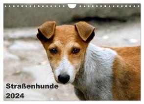 Straßenhunde (Wandkalender 2024 DIN A4 quer), CALVENDO Monatskalender von Bakker,  Antje