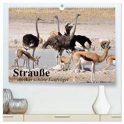 Strauße. Afrikas schöne Laufvögel (hochwertiger Premium Wandkalender 2024 DIN A2 quer), Kunstdruck in Hochglanz von Stanzer,  Elisabeth