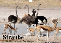 Strauße. Afrikas schöne Laufvögel (Wandkalender 2023 DIN A4 quer) von Stanzer,  Elisabeth