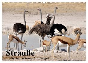 Strauße. Afrikas schöne Laufvögel (Wandkalender 2024 DIN A2 quer), CALVENDO Monatskalender von Stanzer,  Elisabeth