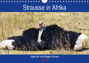 Strausse in Afrika (Wandkalender 2019 DIN A4 quer) von Fraatz,  Barbara