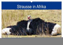 Strausse in Afrika (Wandkalender 2024 DIN A2 quer), CALVENDO Monatskalender von Fraatz,  Barbara