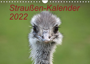 Straußen-Kalender 2022 (Wandkalender 2022 DIN A4 quer) von Witkowski,  Bernd