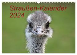 Straußen-Kalender 2024 (Wandkalender 2024 DIN A3 quer), CALVENDO Monatskalender von Witkowski,  Bernd
