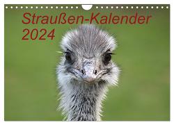 Straußen-Kalender 2024 (Wandkalender 2024 DIN A4 quer), CALVENDO Monatskalender von Witkowski,  Bernd