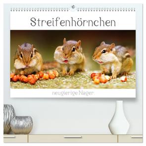 Streifenhörnchen – neugierige Nager (hochwertiger Premium Wandkalender 2024 DIN A2 quer), Kunstdruck in Hochglanz von Mosert,  Stefan