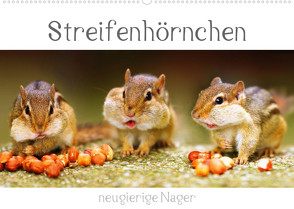 Streifenhörnchen – neugierige Nager (Wandkalender 2023 DIN A2 quer) von Mosert,  Stefan