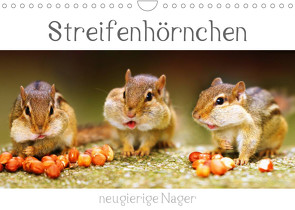 Streifenhörnchen – neugierige Nager (Wandkalender 2023 DIN A4 quer) von Mosert,  Stefan