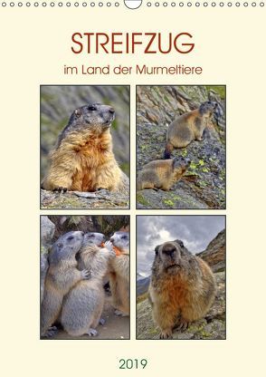 STREIFZUG im Land der Murmeltiere (Wandkalender 2019 DIN A3 hoch) von Michel,  Susan