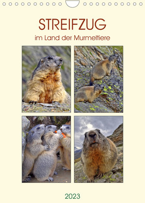 STREIFZUG im Land der Murmeltiere (Wandkalender 2023 DIN A4 hoch) von Michel,  Susan
