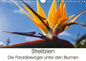 Strelitzien – die Paradiesvögel unter den Blumen (Wandkalender 2020 DIN A4 quer) von Schröder,  Silvia