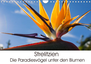 Strelitzien – die Paradiesvögel unter den Blumen (Wandkalender 2022 DIN A4 quer) von Schröder,  Silvia