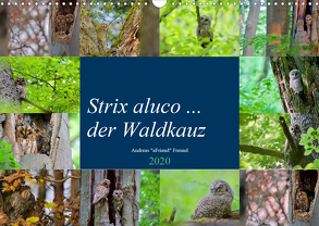 Strix aluco … der Waldkauz (Wandkalender 2020 DIN A3 quer) von Freund,  Andreas