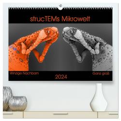 strucTEMs Mikrowelt – Winzige Nachbarn ganz groß (hochwertiger Premium Wandkalender 2024 DIN A2 quer), Kunstdruck in Hochglanz von Nathalie Braun,  strucTEM, 