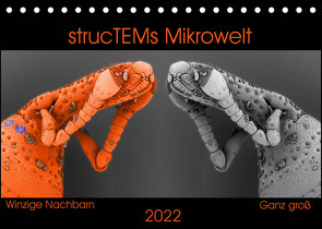 strucTEMs Mikrowelt – Winzige Nachbarn ganz groß (Tischkalender 2022 DIN A5 quer) von Braun,  Nathalie, strucTEM