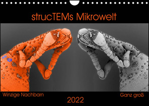 strucTEMs Mikrowelt – Winzige Nachbarn ganz groß (Wandkalender 2022 DIN A4 quer) von Braun,  Nathalie, strucTEM