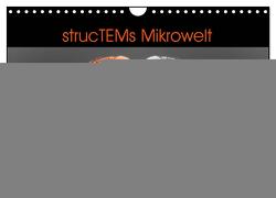 strucTEMs Mikrowelt – Winzige Nachbarn ganz groß (Wandkalender 2024 DIN A4 quer), CALVENDO Monatskalender von Nathalie Braun,  strucTEM, 