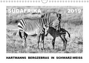 SÜDAFRIKA Hartmanns Bergzebras in schwarz-weiss (Wandkalender 2019 DIN A4 quer) von Thula