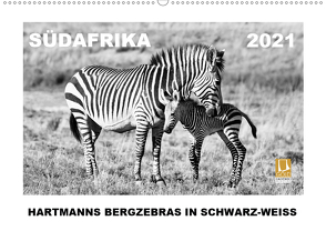 SÜDAFRIKA Hartmanns Bergzebras in schwarz-weiss (Wandkalender 2021 DIN A2 quer) von Thula