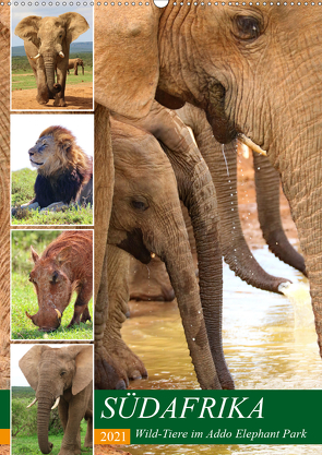 SÜDAFRIKA Wild-Tiere im Addo Elephant Park (Wandkalender 2021 DIN A2 hoch) von Fraatz,  Barbara