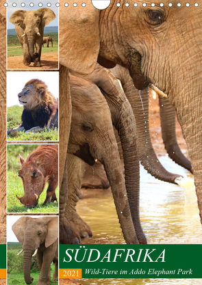 SÜDAFRIKA Wild-Tiere im Addo Elephant Park (Wandkalender 2021 DIN A4 hoch) von Fraatz,  Barbara