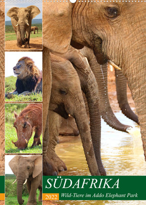 SÜDAFRIKA Wild-Tiere im Addo Elephant Park (Wandkalender 2022 DIN A2 hoch) von Fraatz,  Barbara