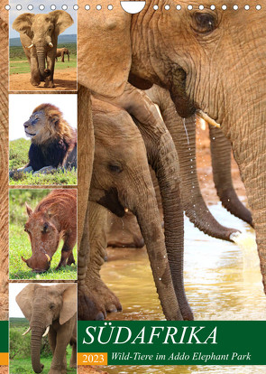 SÜDAFRIKA Wild-Tiere im Addo Elephant Park (Wandkalender 2023 DIN A4 hoch) von Fraatz,  Barbara