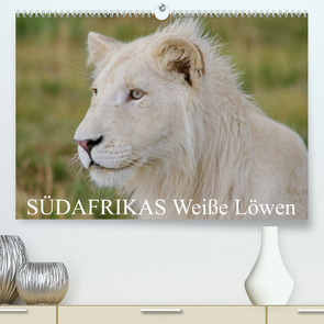 SÜDAFRIKAS Weiße Löwen (Premium, hochwertiger DIN A2 Wandkalender 2023, Kunstdruck in Hochglanz) von Thula