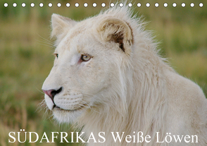SÜDAFRIKAS Weiße Löwen (Tischkalender 2021 DIN A5 quer) von Thula