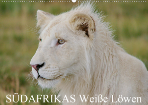 SÜDAFRIKAS Weiße Löwen (Wandkalender 2021 DIN A2 quer) von Thula