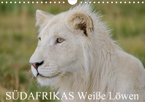 SÜDAFRIKAS Weiße Löwen (Wandkalender 2021 DIN A4 quer) von Thula