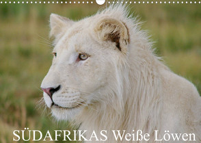 SÜDAFRIKAS Weiße Löwen (Wandkalender 2022 DIN A3 quer) von Thula