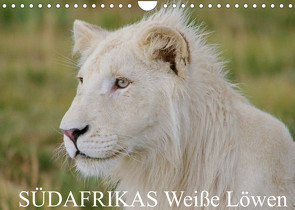 SÜDAFRIKAS Weiße Löwen (Wandkalender 2022 DIN A4 quer) von Thula