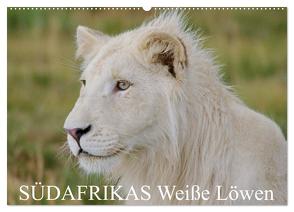 SÜDAFRIKAS Weiße Löwen (Wandkalender 2024 DIN A2 quer), CALVENDO Monatskalender von Thula,  Thula