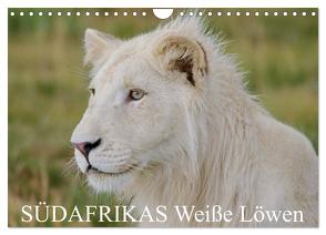 SÜDAFRIKAS Weiße Löwen (Wandkalender 2024 DIN A4 quer), CALVENDO Monatskalender von Thula,  Thula