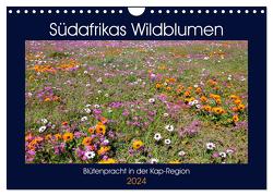 Südafrikas Wildblumen – Blütenpracht in der Kap-Region (Wandkalender 2024 DIN A4 quer), CALVENDO Monatskalender von Herzog,  Michael