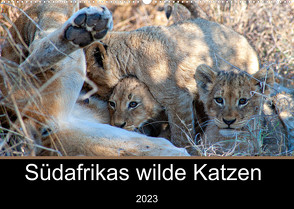 Südafrikas wilde Katzen (Wandkalender 2023 DIN A2 quer) von A. Bissig,  Markus