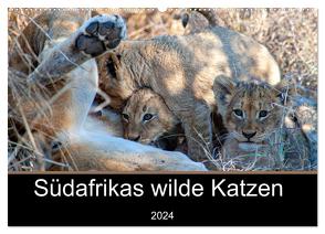 Südafrikas wilde Katzen (Wandkalender 2024 DIN A2 quer), CALVENDO Monatskalender von A. Bissig,  Markus