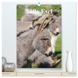 Süße Esel. Langohren zum Verlieben (hochwertiger Premium Wandkalender 2024 DIN A2 hoch), Kunstdruck in Hochglanz von Stanzer,  Elisabeth