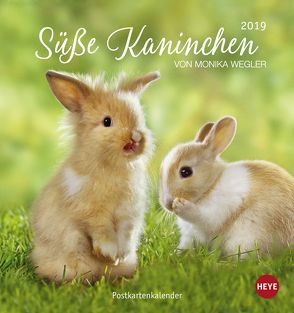 Süße Kaninchen Postkartenkalender – Kalender 2019 von Heye, Wegler,  Monika