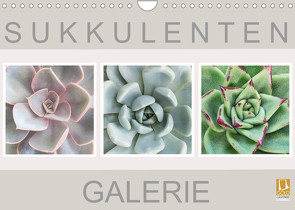 Sukkulenten Galerie (Wandkalender 2023 DIN A4 quer) von Wurster,  Beate