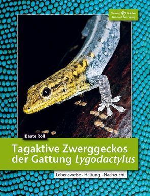 Tagaktive Zwerggeckos der Gattung Lygodactylus von Röll,  Beate