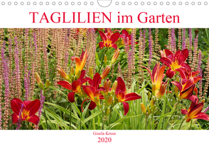 Taglilien im Garten (Wandkalender 2020 DIN A4 quer) von Kruse,  Gisela