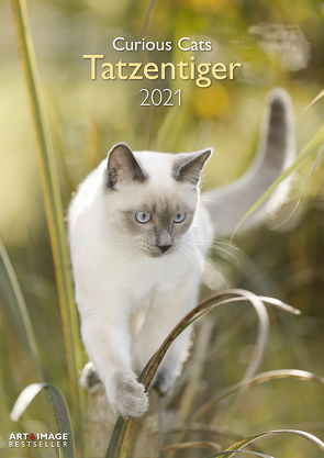 Tatzentiger 2021 – Wand-Kalender – Katzen-Kalender – A&I 29,7×42